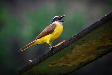 Aves Costa Rica