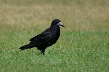 One black rook stands on the green grass. Bird Eurasian rook - Corvus frugilegus