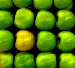Photo has Green Apples with One Golden Apple, a Concept to display Individualism using Apples