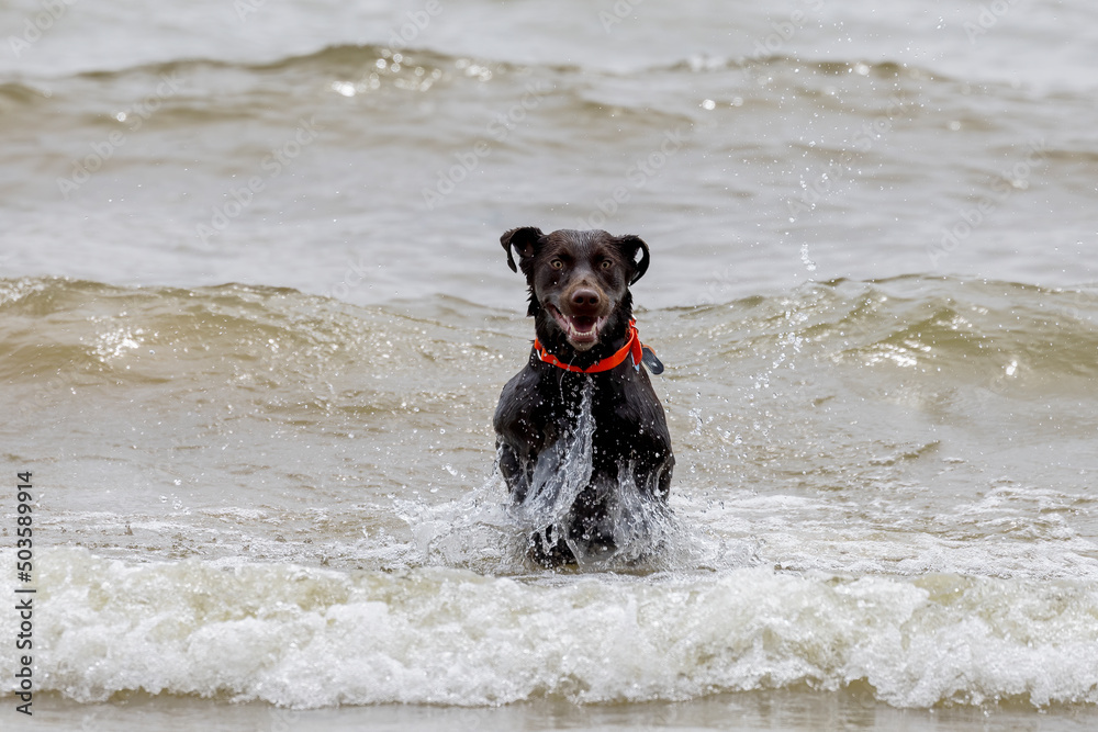 Sticker A dog playing in the waves of Lake Michigan