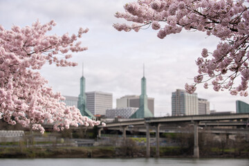 Obraz premium cherry blossom in city