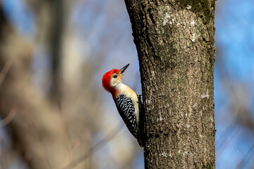 The red-belied woodpecker (Melanerpes carolinus)  in the park.