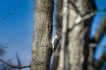 The red-belied woodpecker (Melanerpes carolinus) in the park.