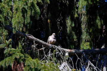 The mourning dove (Zenaida macroura) also known as the American mourning dove, the rain dove, and colloquially as the turtle dove, and was once known as the Carolina pigeon and Carolina turtledove
