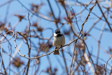 The black-capped chickadee (Poecile atricapillus) . North American nonmigratory songbird.