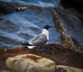 seagull on the rocks