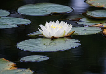 Blooming white water-lily on a pond - obrazy, fototapety, plakaty