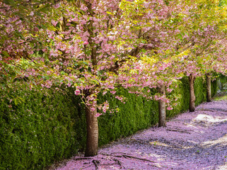 Scenic Springtime View of a Street Garden Path Lined by Beautiful Cherry Trees in Blossom