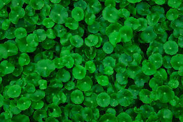 Close-up green water pennywort	
