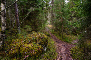 stone path. beautiful forest and fresh air. sandy path. walk along the trail through the forest