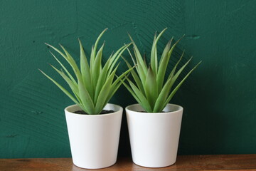 Aloe vera plants in pots, with green background