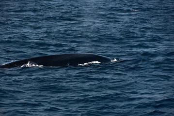 Blue whale in the Indian ocean