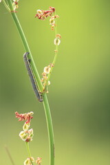 野草の花と昆虫