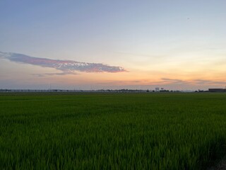 Fototapeta na wymiar Photo of the view of the green rice fields in the evening, the sky is clear.