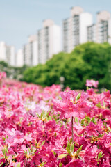 Royal Azaleas Hill Park flower festival in Gunpo, Korea