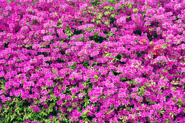 Royal Azaleas Hill Park flower festival in Gunpo, Korea