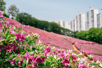 Fototapeta na wymiar Royal Azaleas Hill Park flower festival in Gunpo, Korea