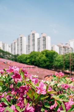Royal Azaleas Hill Park flower festival in Gunpo, Korea