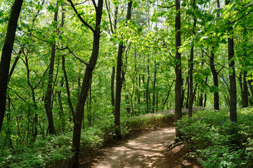 Fototapeta na wymiar Chomakgol Eco Park green forest in Gunpo, Korea