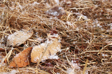 うっすら雪をかぶった落ち葉と地面の写真