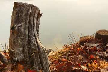 雪をうっすらと被った木の幹、落ち葉、背景に池