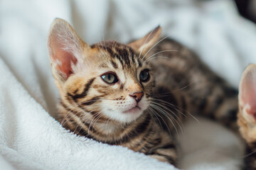 Little bengal kitten on the white fury blanket