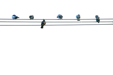電線に群れでとまるハトたちの写真