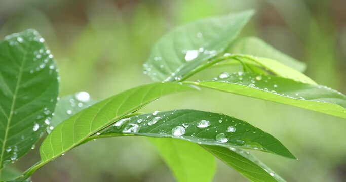 Water droplets on Annona's leaves squamosa, water drop with nature