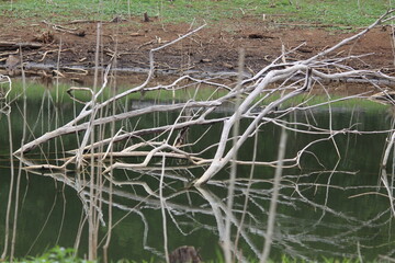 tree in the water