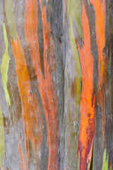 Colorful abstract texture of eucalyptus trees bark