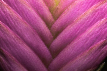 Macro shot of pink quill plant.