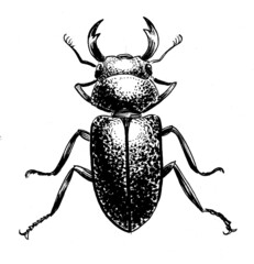 Stag beetle. Ink black and white drawing