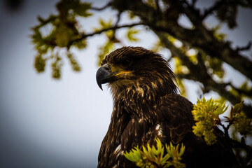  Juvenile Bald Eagle in a tree