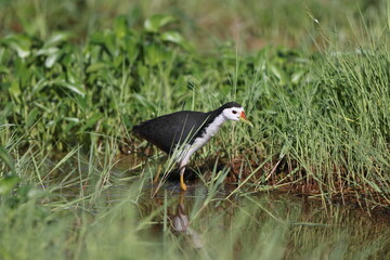 Obraz premium White-Breasted Waterhen (Amaurornis phoenicurus) in Borneo island, Malaysia