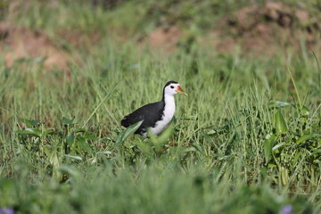 White-Breasted Waterhen (Amaurornis phoenicurus) in Borneo island, Malaysia