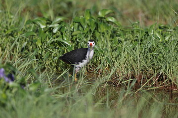 White-Breasted Waterhen (Amaurornis phoenicurus) in Borneo island, Malaysia