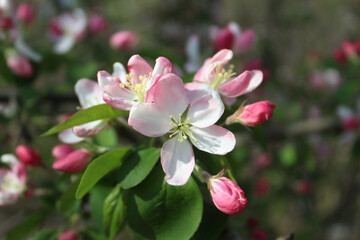Closeup of a jade crabapple blossom with others in the background at Campground Road Woods in Des Plaines, Illinois
