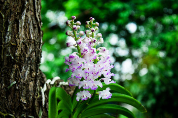 purple orchid on a tree, blurred background