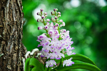 purple orchids on the tree