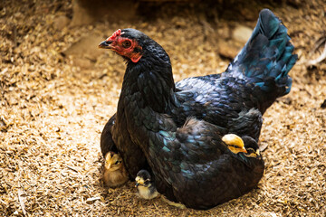 The female hen hugs the baby in the farm.