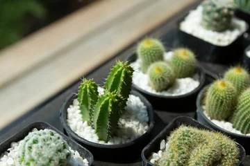 Foto op Aluminium Cactus plantenpot decoratie, mini cactus naast ramen © jamroenjaiman