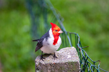 Cardenal
