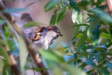 Gorrión entre ramas