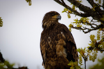 red tailed hawk