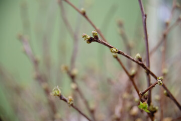 Spring buds on branches, on a dark background. Selective focus. Shallow depth of field. Toned image.