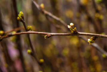 Young tree leaf and bud. New spring foliage appearing on branches. Tree or bush releasing buds. Seasonal forest background.