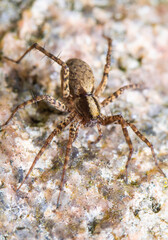 Eine kleine Spinne wärmt sich in der Frühlingssonne auf einem Stein