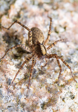 Eine kleine Spinne w&auml;rmt sich in der Fr&uuml;hlingssonne auf einem Stein