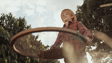 Latin farmer working in the coffee harvest on a sunny day in the field, sifting coffee beans.