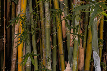 Green bamboo set background and texture.